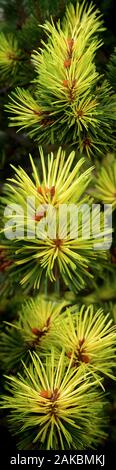 Feder Evergreens in Seattle, Washington, USA Stockfoto