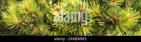 Feder Evergreens in Seattle, Washington, USA Stockfoto