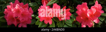 Frühling Regen von Rhododendren, Seattle, Washington, USA Stockfoto