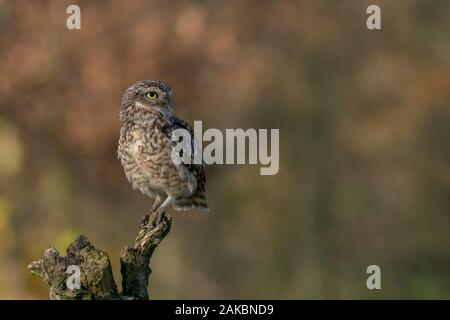 Süße, Grazende Eule (Athene cunicularia), die auf einem Ast sitzt. Blurru Herbsthintergrund. Noord brabant in den Niederlanden. Kopierbereich. Stockfoto