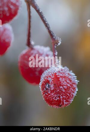 Europäische Berg-Asche (Sorbus Aucuparia) Beeren im Herbst nach Frost. Beeren im Frost mit Eiskristallen. Frostige Weihnachtskugeln. Schöner Chri Stockfoto