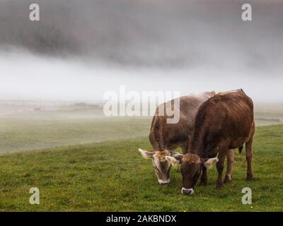 Weidende Kühe bei Sonnenaufgang. Nebel und Wolken auf den Cansignio Almen. Cansignio Bergplateau in den Venetianischen Voralpen. Italien. Europa. Stockfoto