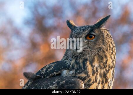 Porträt eines schönen Porträts der Eurasischen Eule (Bubo bubo). Blauer und brauner Herbstbokeh-Hintergrund. Herbstwald. Noord brabant im Netherlan Stockfoto