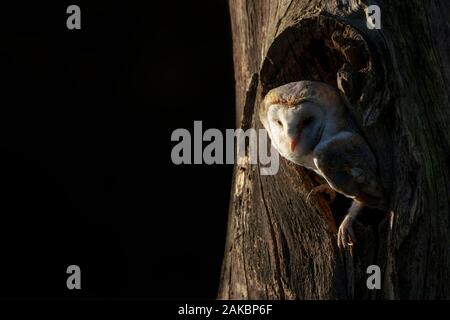 Schöne und süße Schleiereule (Tyto alba), Jagd. Dunkle Nacht Hintergrund. Noord Brabant in den Niederlanden. Writing Space. Stockfoto