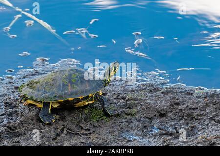 Auf dem See in Schlamm, Nahaufnahme der gemalte Schildkröte aalen sich in der Sonne Floridas Stockfoto