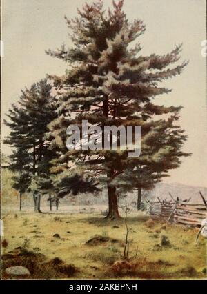 Der Baum Buch: Ein beliebter Führer zu einem Wissen über die Bäume in Nordamerika und auf ihre Verwendung und Anbau. s der Führer. Bei allem, was mit ihr geschieht, die centralshaft ist für das Leben verstümmelt, und entweder eine Seite bud müssen bendupward und die Führer, oder zwei nehmen die Ehre zu teilen, und ein gespaltener Kiefer ist das Ergebnis. Die Knospen auf der Krone eines Baby white pine Cluster an: - ein Kreis von fünf um die zentrale Bud. Im Frühjahr die leadergrows nach oben, und an der Basis fünf Filialen ausstrahlen. Nächste yearthe Krone wiederholt die gleiche Geschichte, und die Spitzen der sidebranches teilen und Bügelfalte Stockfoto