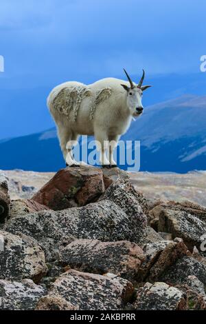 Bergziege stehend auf Felsen in der Mount Evans in der Wildnis von Colorado Stockfoto