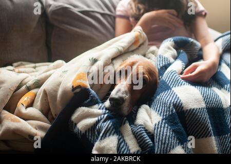 Netter Basset Hund, der in einem Haufen Decken neben Mädchen liegt Stockfoto