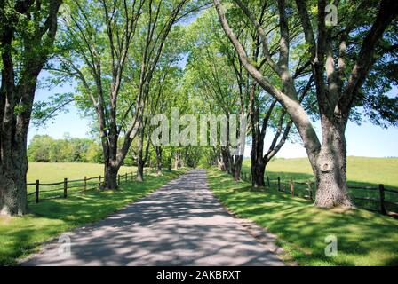 Die Fahrt nach Ash Lawn-Highland, in der Nähe von Charlottesville, Virgin Stockfoto