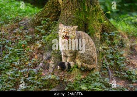 Die europäische Wildkatze (Felis silvestris) Sitzen mit geöffnetem Mund Zähne, seine charakteristischen buschigen Schwanz mit schwarzer Rins und eine schwarze Spitze Stockfoto