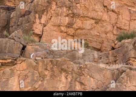 Radio collared Wüste Bighornschafe auf einem Felsvorsprung über dem San Juan River im Süden von Utah. Stockfoto