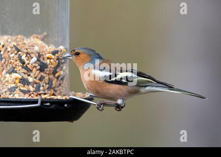 Gemeinsame Buchfink (Fringilla coelebs) männlich Essen Erdnüsse aus Garten Bird Feeder/birdfeeder Stockfoto