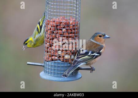Europäische siskin (Spinus spinus) und gemeinsame Buchfink (Fringilla coelebs) Rüden in der Zucht Gefieder Erdnüsse essen vom Garden Bird Feeder Stockfoto