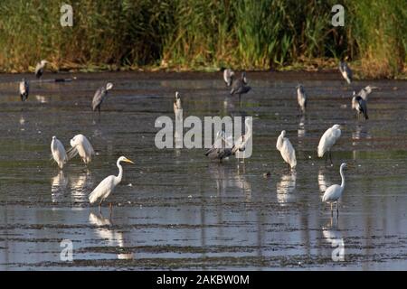 Gemischte Herde der Graureiher (Ardea cinerea) und große Reiher/gemeinsame Reiher/große weiße Reiher (Ardea alba) ruht im Wasser der See im Sommer Stockfoto