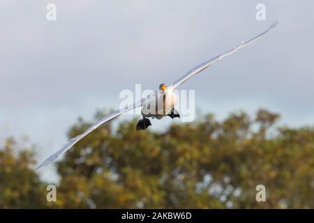 Vorderansicht Nahaufnahme des wilden britischen Bewicks Schwan (Cygnus columbianus) isoliert in der Luft. Fliegender Schwan, Flügel ausgebreitet, entgegenkommend zur Landung. Stockfoto