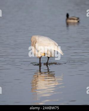 In der Nähe von Großbritannien Bewick Schwan (Cygnus columbianus) isoliert im Freien, steht in der Mitte eines Sees im Herbst Sonnenschein, Kopf nach unten, putzen. Stockfoto