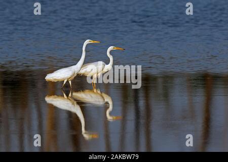 Zwei große Reiher/gemeinsame Reiher/große weiße Reiher (Ardea alba) Nahrungssuche im flachen Wasser der See im Sommer Stockfoto