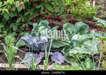 Reifegemüse im Garten im Spätsommer, Kohlgemüse Stockfoto