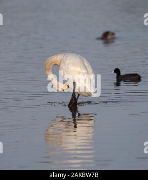 In der Nähe von Großbritannien Bewick Schwan (Cygnus columbianus) isoliert im Freien, steht in der Mitte eines Sees im Herbst Sonnenschein, Kopf nach unten, putzen. Stockfoto