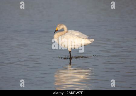 Seitenansicht Nahaufnahme des wilden britischen Bewick's Schwan (Cygnus columbianus) im Freien isoliert, in der Mitte des Sees in der Herbstsonne stehend. Stockfoto