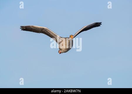 Nahaufnahme der sonnenbeschienenen wilden UK Graugans (Anser anser) isoliert Gegenflug im Midair Flug. Graylag fliegend frei in blauem Himmel, Flügel ausgebreitet. Stockfoto