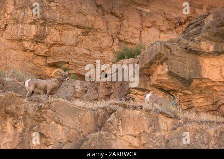 Desert Bighorn Schafe auf einem Felsvorsprung über dem San Juan River im Süden von Utah. Stockfoto