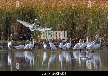Herde von großer Reiher/gemeinsame Reiher/große weiße Reiher (Ardea alba) Nahrungssuche im seichten Wasser des Sees im Herbst Stockfoto