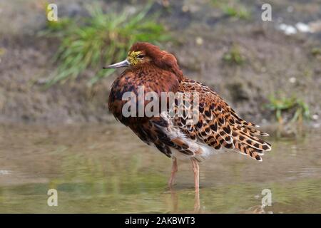 Ruff (calidris Pugnax) territoriale Rüde in der Zucht Gefieder Anzeigen in Feuchtgebieten im Frühjahr Stockfoto