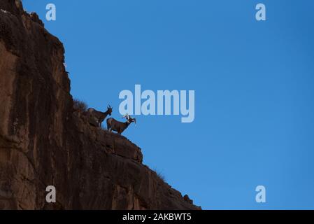 Auf einem Felsvorsprung über dem San Juan River im Süden Utahs wurden die Schafsilhouetten von Wüstenbighorn silhouettiert. Stockfoto