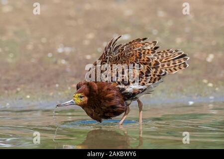 Ruff (calidris Pugnax) territoriale Rüde in der Zucht Gefieder Anzeigen in Feuchtgebieten im Frühjahr Stockfoto