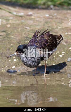 Ruff (calidris Pugnax) territoriale Rüde in der Zucht Gefieder Anzeigen in Feuchtgebieten im Frühjahr Stockfoto