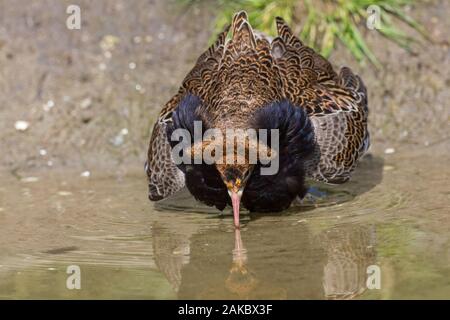 Ruff (calidris Pugnax) territoriale Rüde in der Zucht Gefieder Anzeigen in Feuchtgebieten im Frühjahr Stockfoto