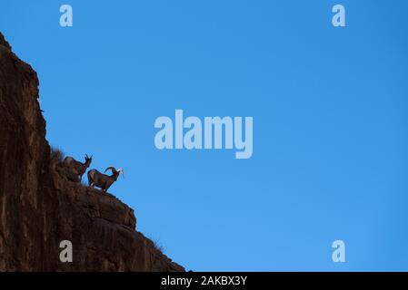 Desert Bighorn Schafe oberhalb einer Klippe oberhalb des San Juan River im Süden von Utah. Stockfoto