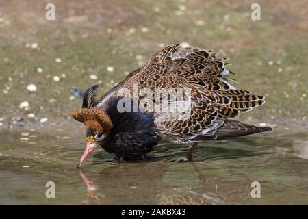 Ruff (calidris Pugnax) territoriale Rüde in der Zucht Gefieder Anzeigen in Feuchtgebieten im Frühjahr Stockfoto