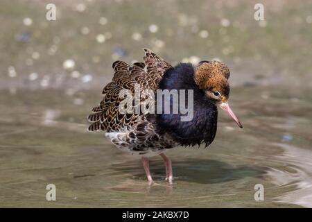 Ruff (calidris Pugnax) territoriale Rüde in der Zucht Gefieder Anzeigen in Feuchtgebieten im Frühjahr Stockfoto