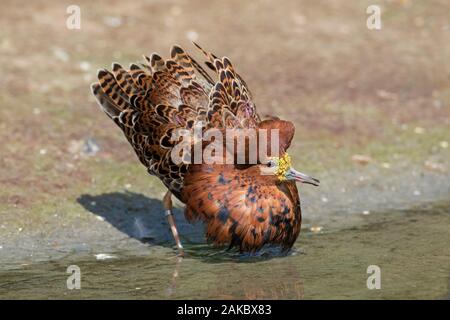 Ruff (calidris Pugnax) territoriale Rüde in der Zucht Gefieder Anzeigen in Feuchtgebieten im Frühjahr Stockfoto