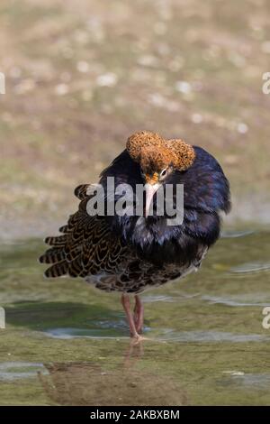Ruff (calidris Pugnax) territoriale Rüde in der Zucht Gefieder Anzeigen in Feuchtgebieten im Frühjahr Stockfoto