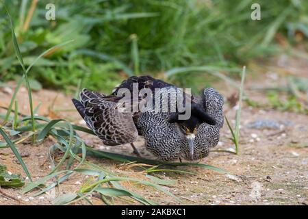 Ruff (calidris Pugnax) territoriale Rüde in der Zucht Gefieder Anzeigen in Feuchtgebieten im Frühjahr Stockfoto