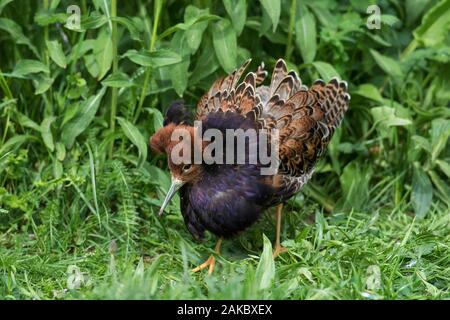 Ruff (calidris Pugnax) territoriale Rüde in der Zucht Gefieder anzeigen in der Wiese im Frühjahr Stockfoto