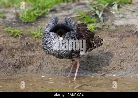 Ruff (calidris Pugnax) territoriale Rüde in der Zucht Gefieder Anzeigen in Feuchtgebieten im Frühjahr Stockfoto