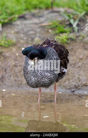Ruff (calidris Pugnax) territoriale Rüde in der Zucht Gefieder Anzeigen in Feuchtgebieten im Frühjahr Stockfoto