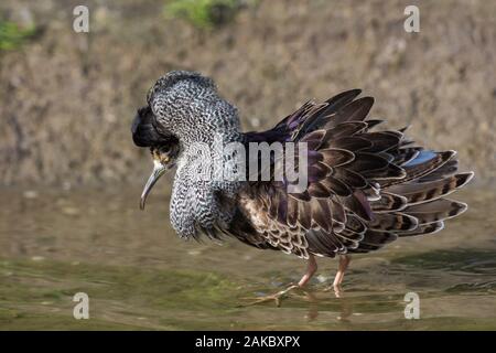 Ruff (calidris Pugnax) territoriale Rüde in der Zucht Gefieder Anzeigen in Feuchtgebieten im Frühjahr Stockfoto