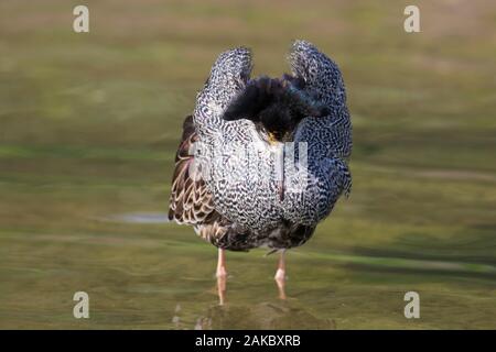 Ruff (calidris Pugnax) territoriale Rüde in der Zucht Gefieder Anzeigen in Feuchtgebieten im Frühjahr Stockfoto