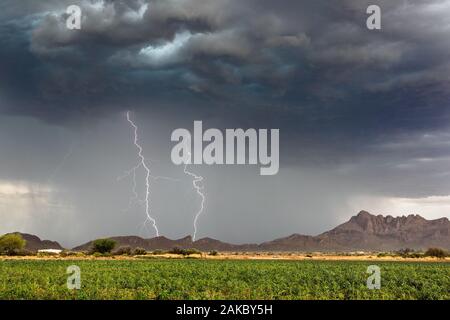 Ein paar Blitzschläge treffen von einem Monsun-Gewitter über Tucson, Arizona, ein Stockfoto