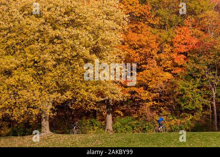 Kanada, Quebec, Montreal, Mount Royal Park, die Farben des Indian Summer, Radfahrer Stockfoto