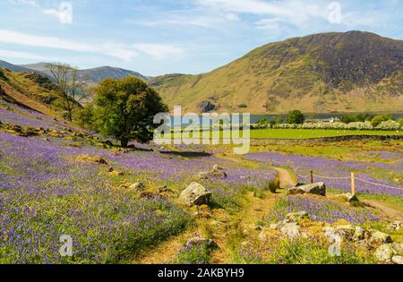 Bluebells an Rannerdale mit Blick auf Crummock Water im Lake District in Cumbria Stockfoto