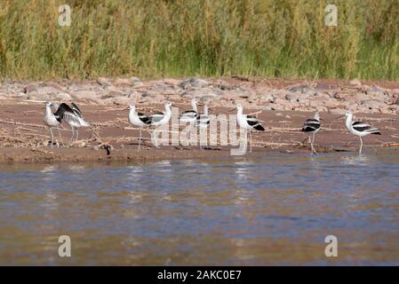 Amerikanische säbelschnäbler am Strand entlang des San Juan River im Süden von Utah. Stockfoto