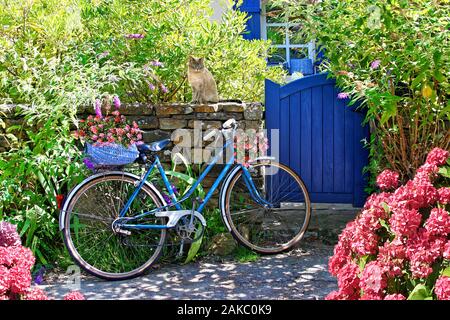Frankreich, Finistere, Pays de l'Aven, Nevez, Ferienhaus Dorf Kerascoet, Katze auf eine Mauer aus Stein und blauen Fahrrad mit Blumen Stockfoto