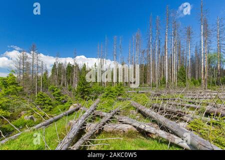 Tote Fichten, durch Borkenkäfer (Scolytinae) Befall getötet, Nationalpark Harz, Sachsen-Anhalt, Deutschland Stockfoto