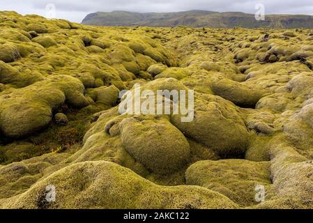 Island, Austurland, Vatnajökull National Park, Eldhraun Lavafeld bedeckt mit Moos Stockfoto
